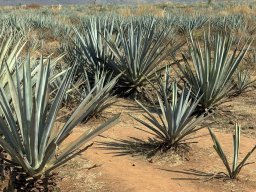 Meksyk - śladami Cristiady (7-18.01.2026)